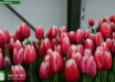 Tulipa Universum ® (2)